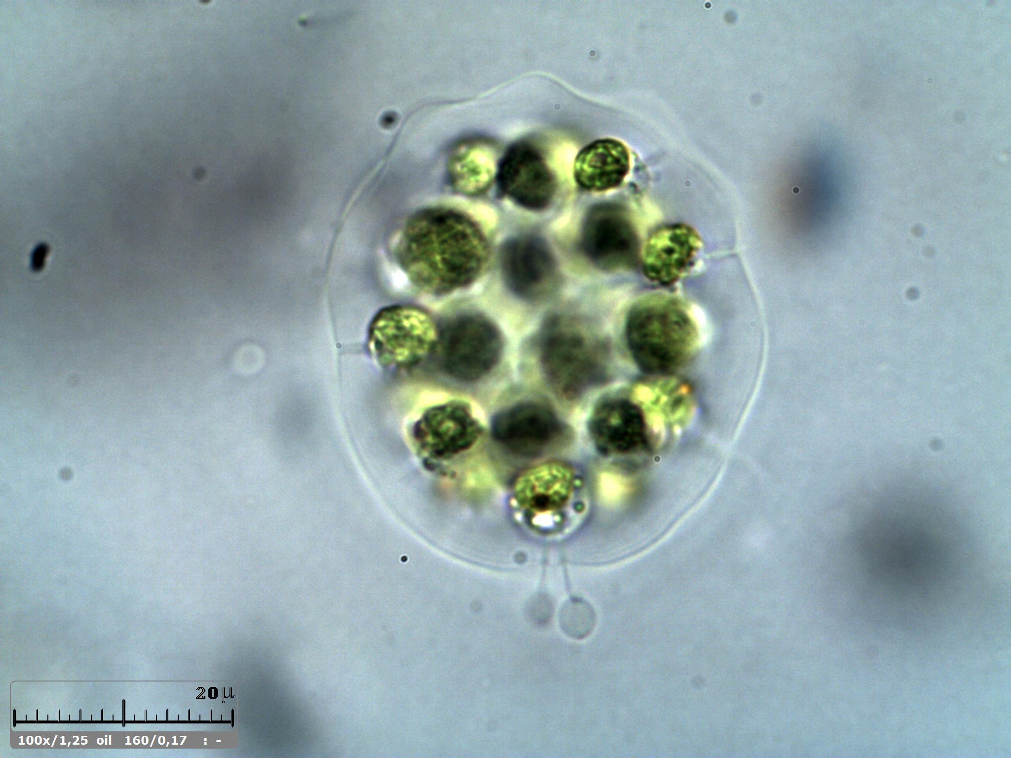 Eudorina