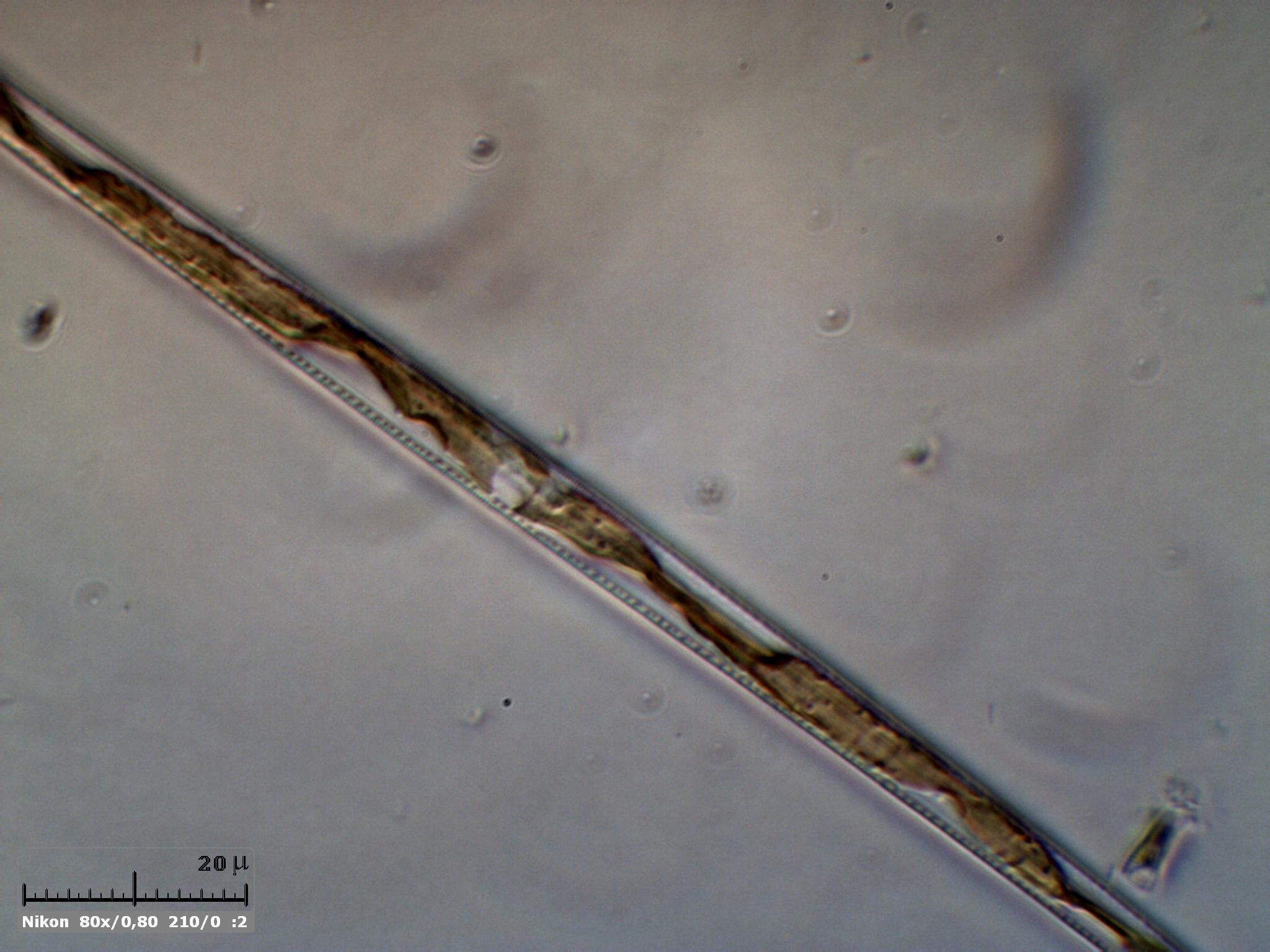 Diatomea