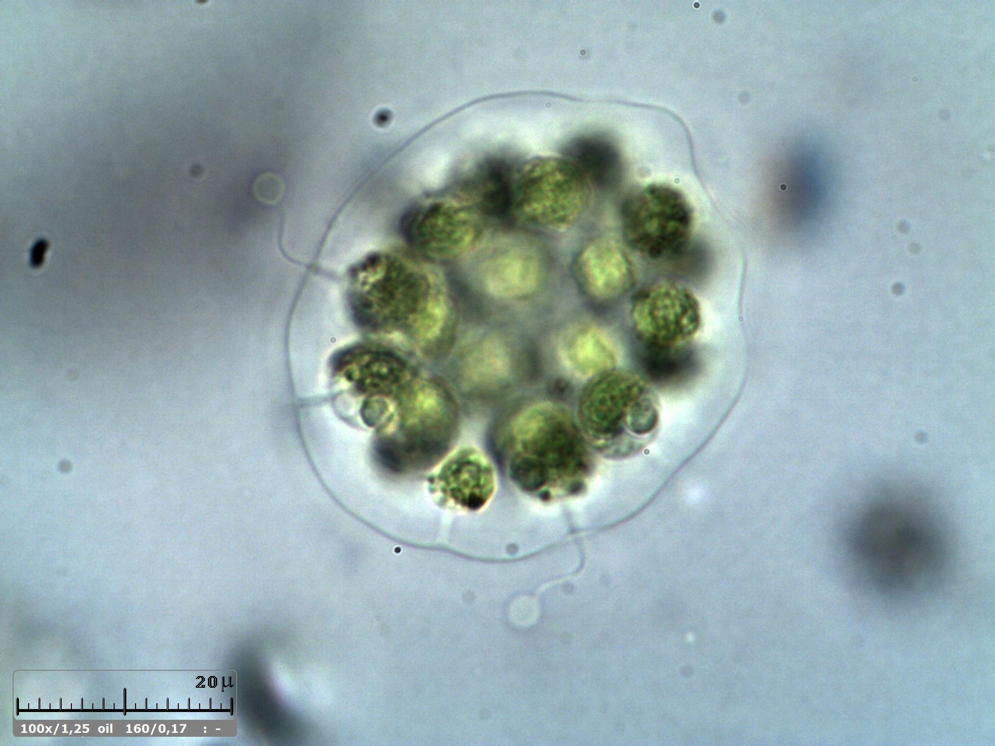 Eudorina