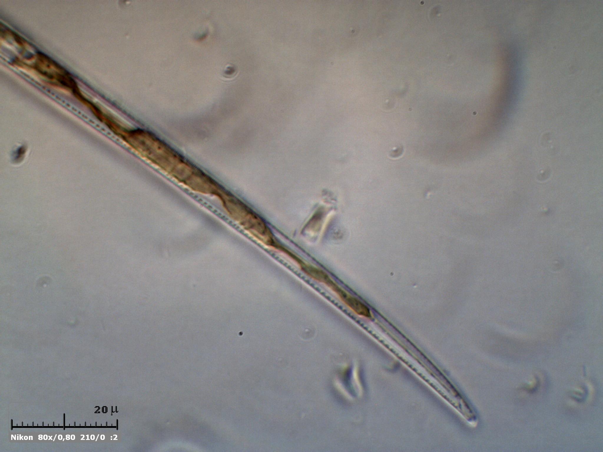 Diatomea
