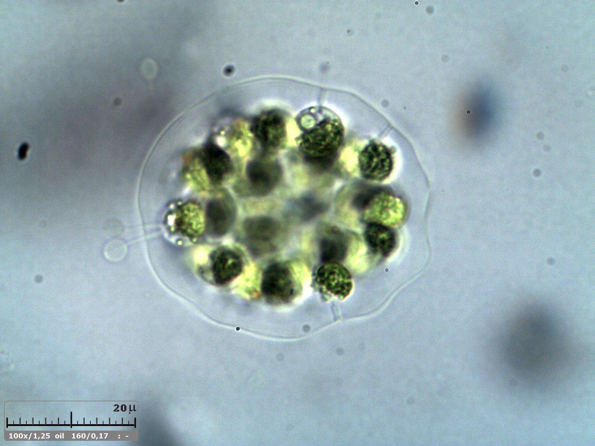 Eudorina