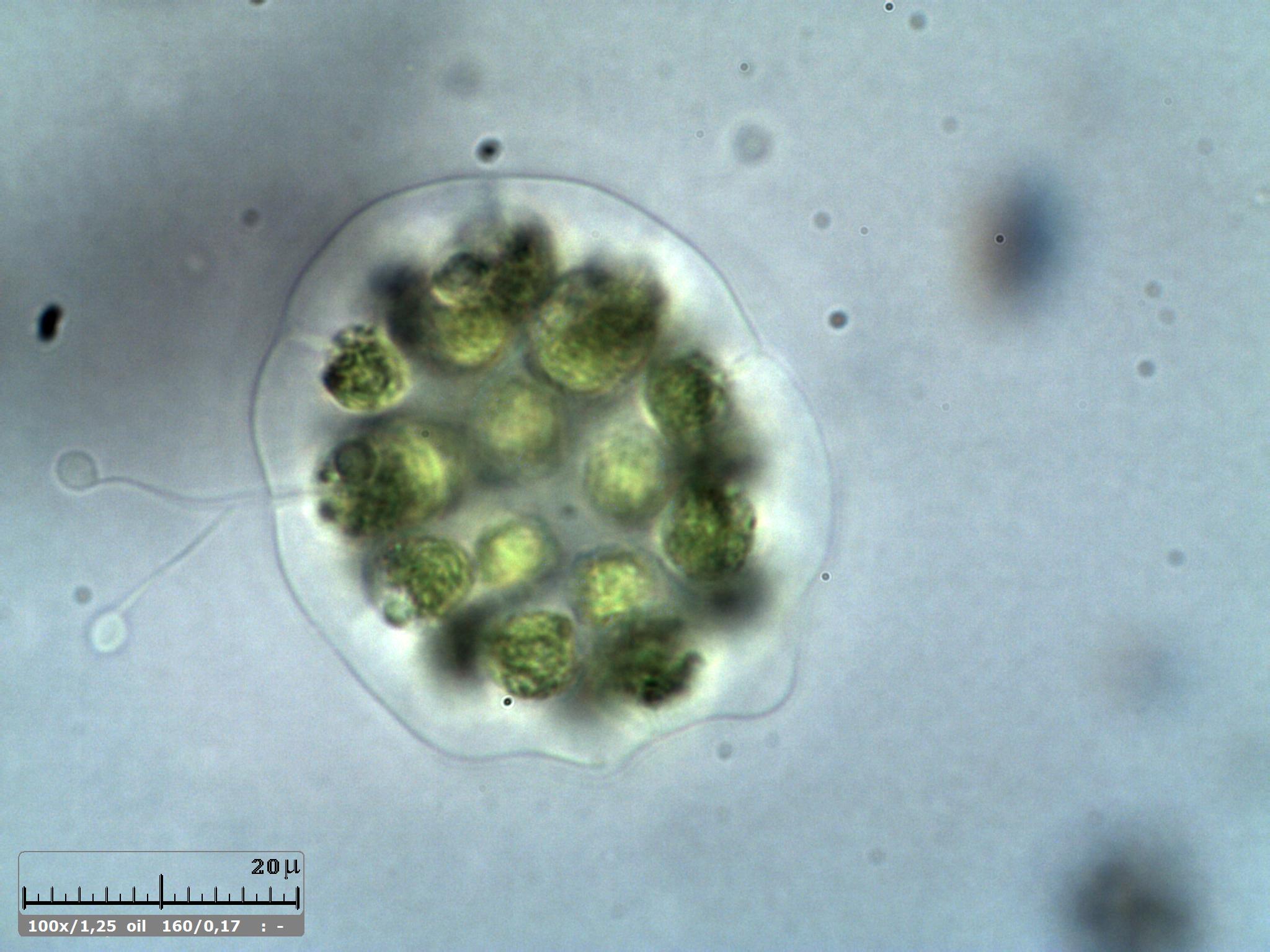 Eudorina