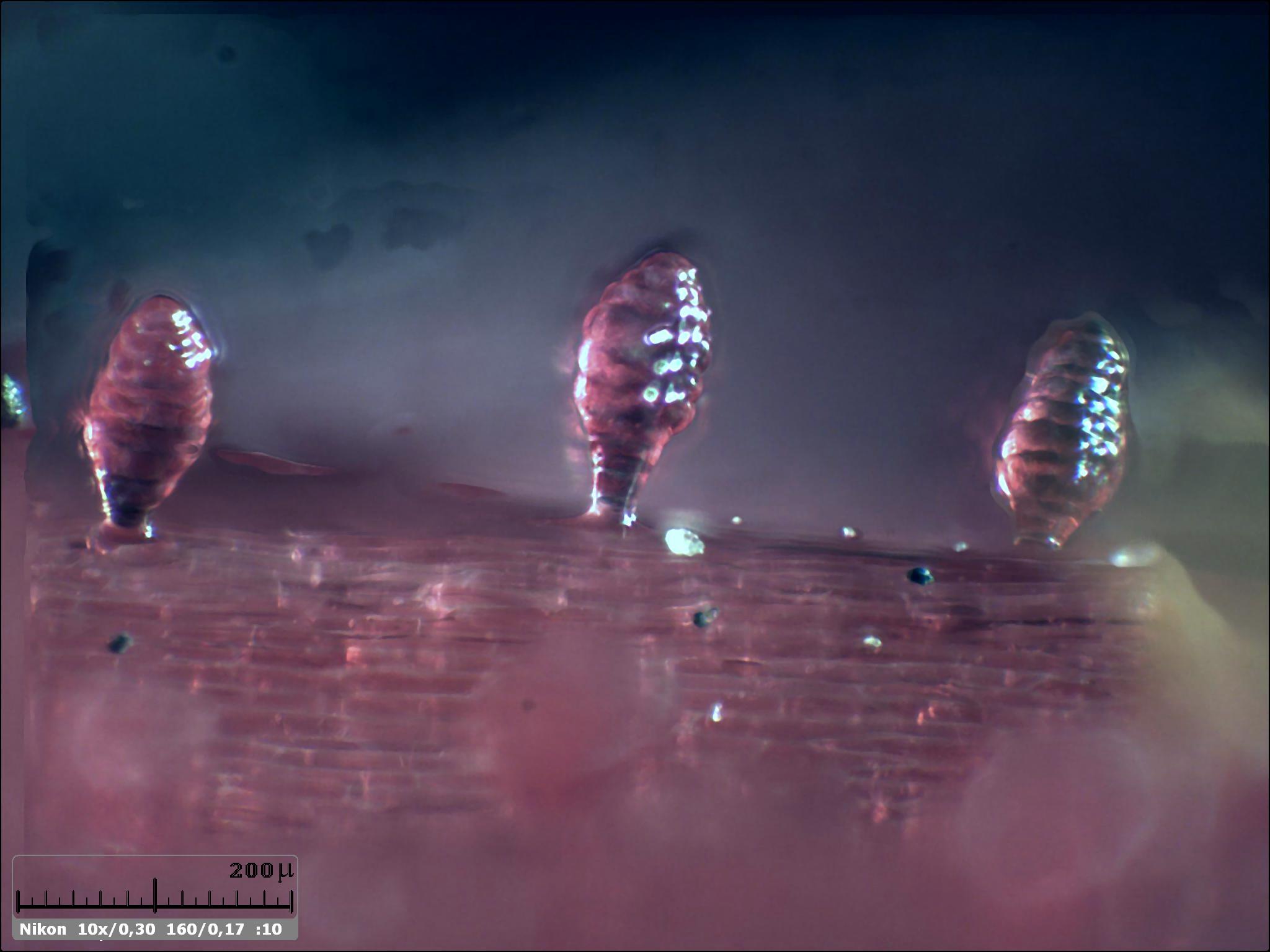 Esercitazioni in Helicon Focus