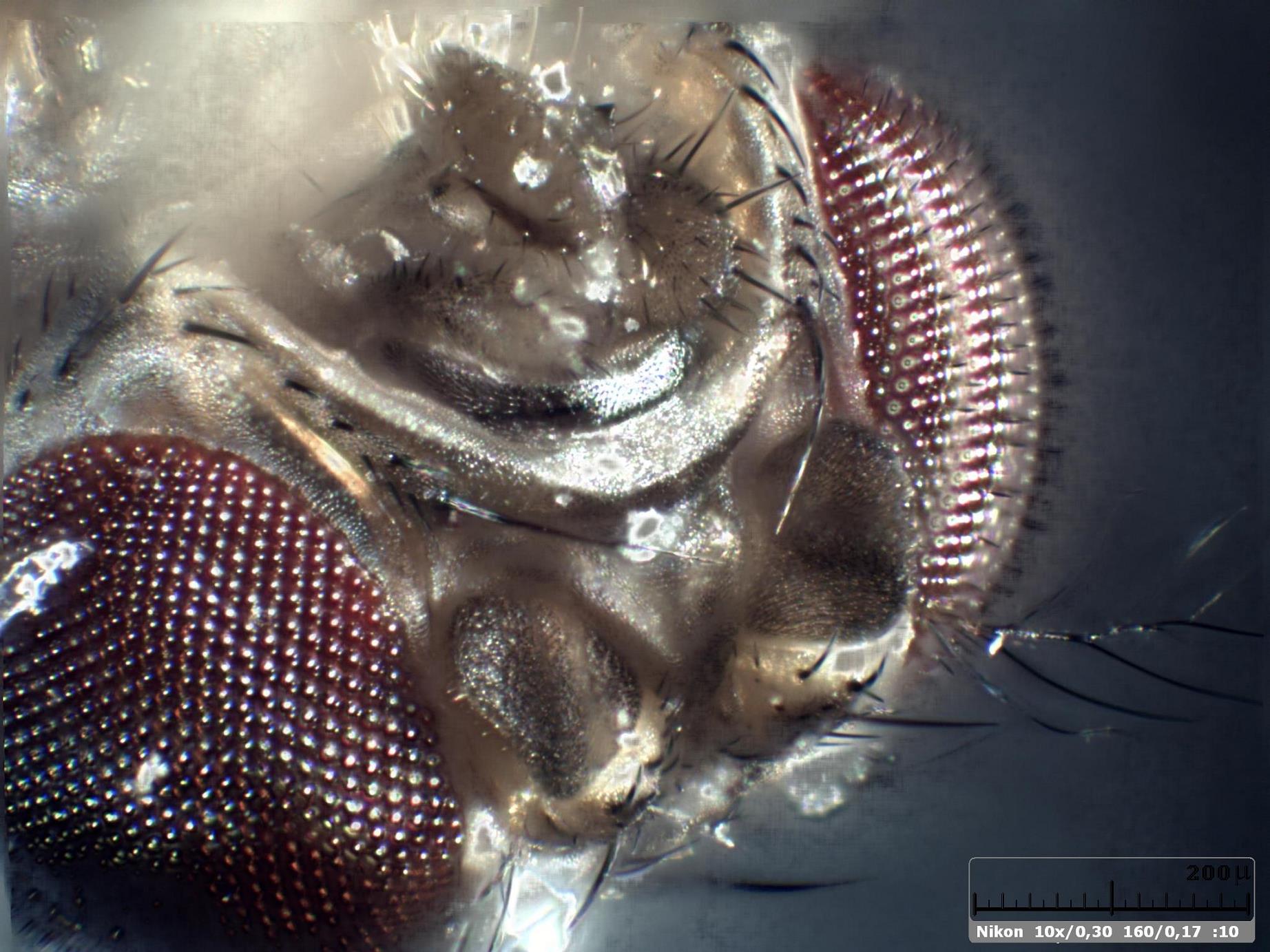 Esercitazioni in Helicon Focus