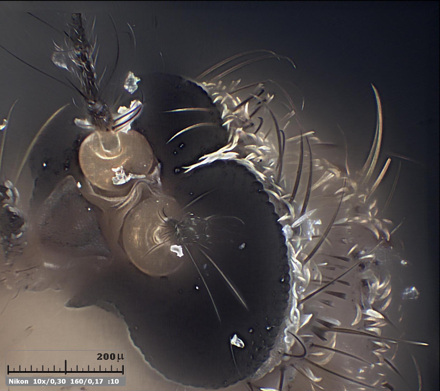 Esercitazioni in Helicon Focus