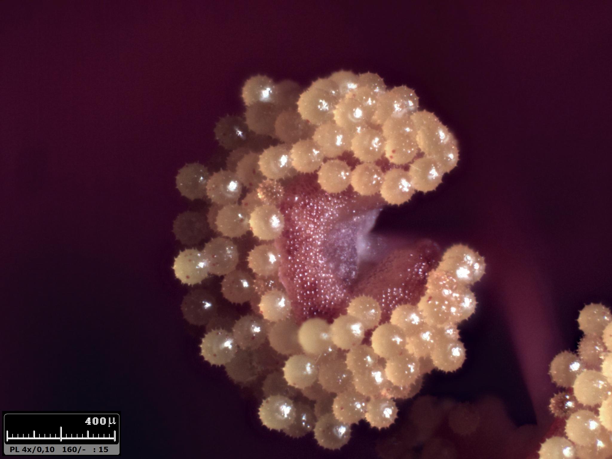 Esercitazioni in Helicon Focus