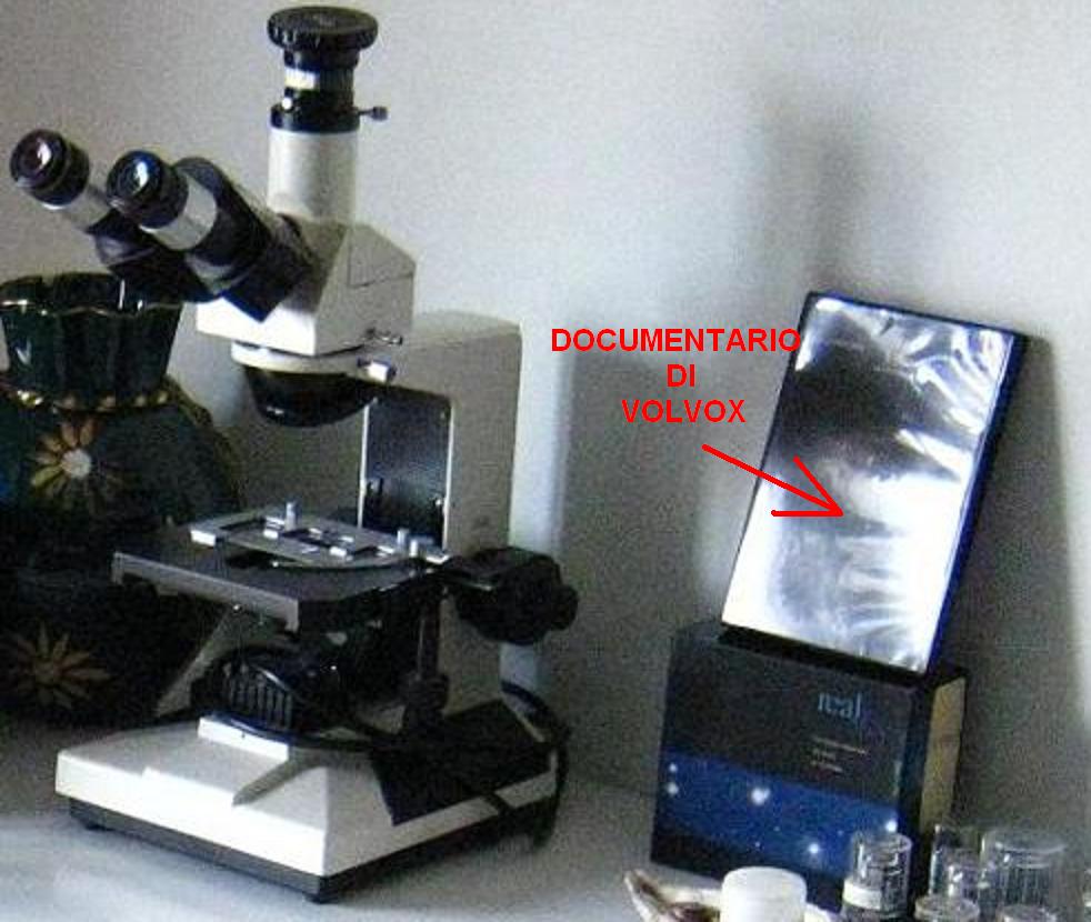 Vi dice niente questa foto?