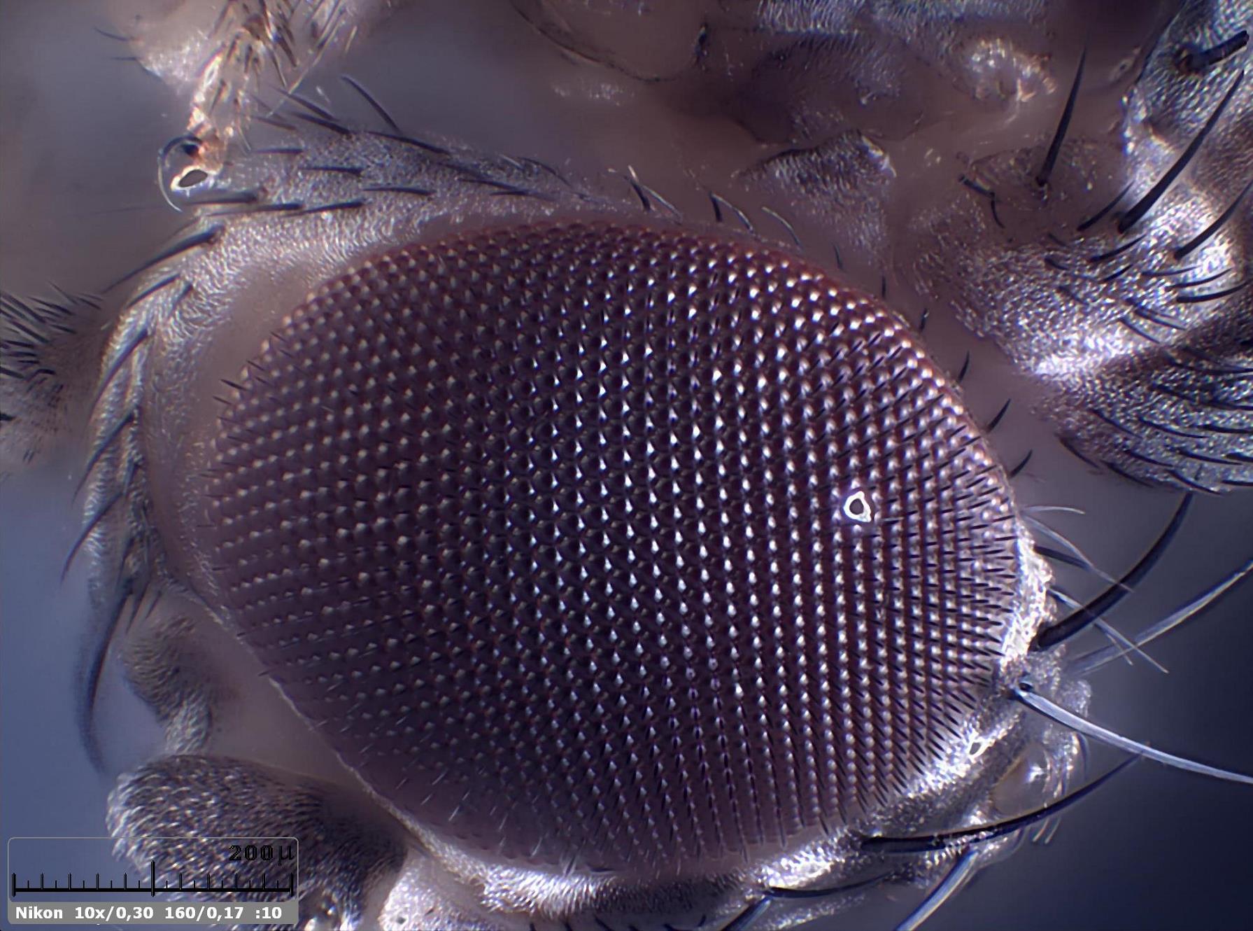 Esercitazioni in Helicon Focus