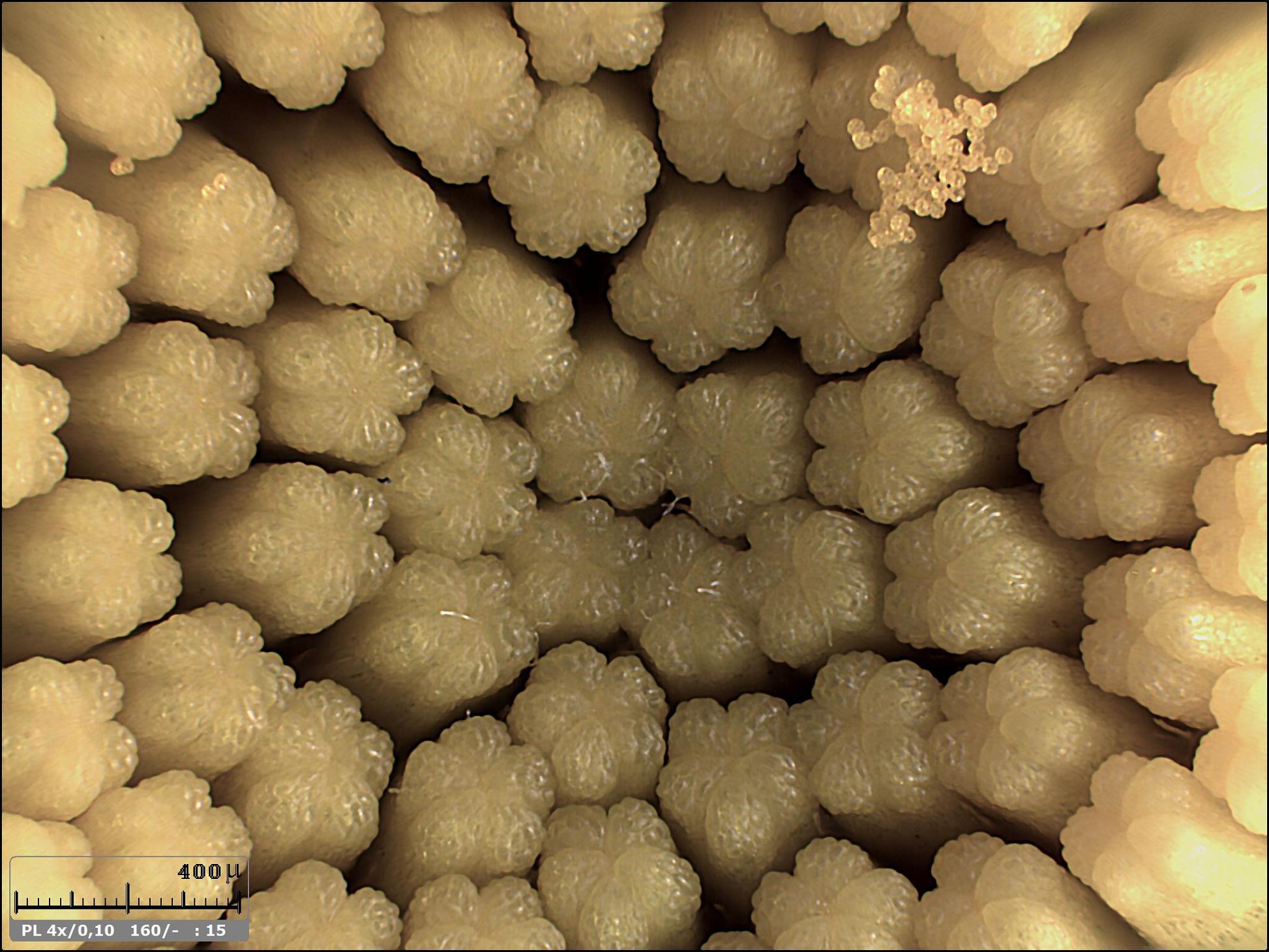 Esercitazioni in Helicon Focus