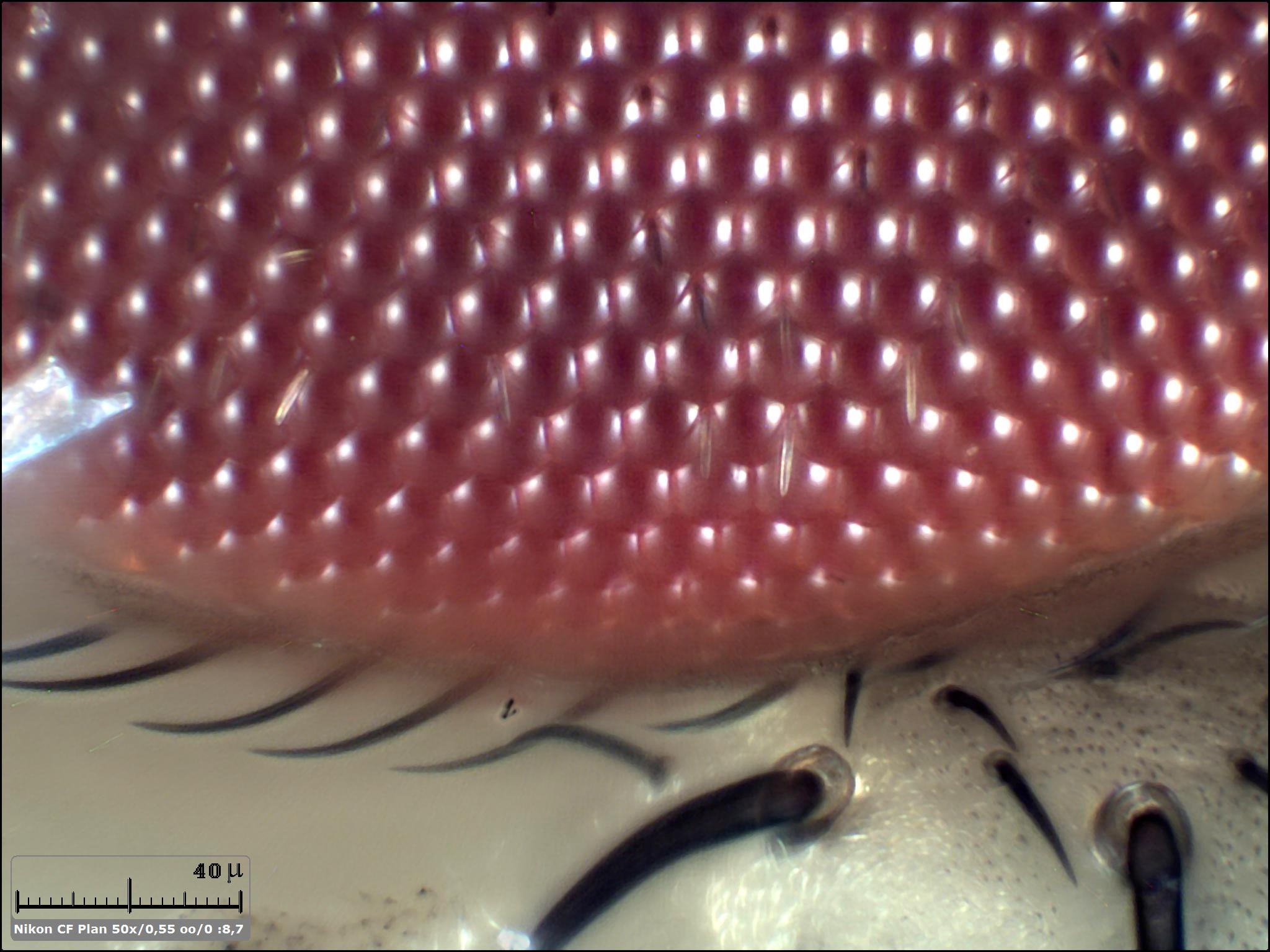 Esercitazioni in Helicon Focus