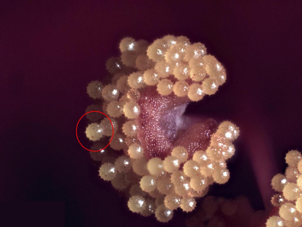 Esercitazioni in Helicon Focus