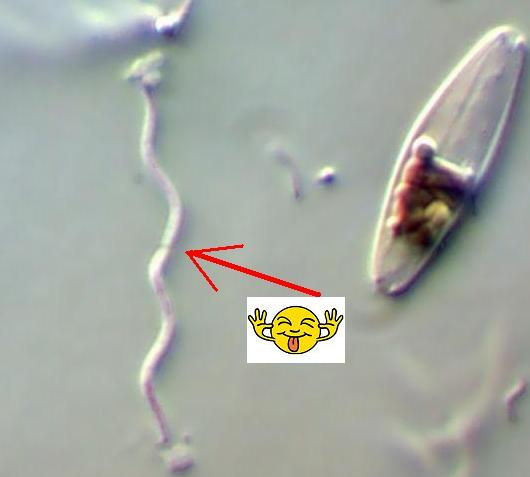 Non sempre i batteri sono i pi� piccoli