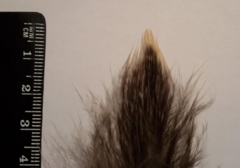 piuma di rapace o rapace notturno ?