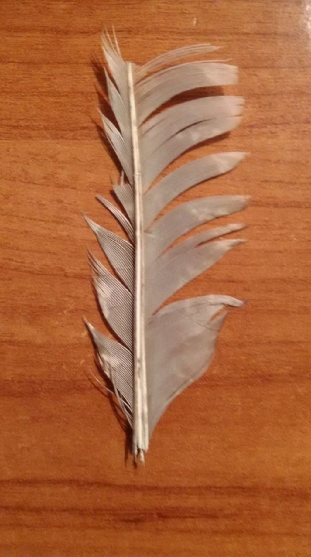 penna spezzata di astore ?