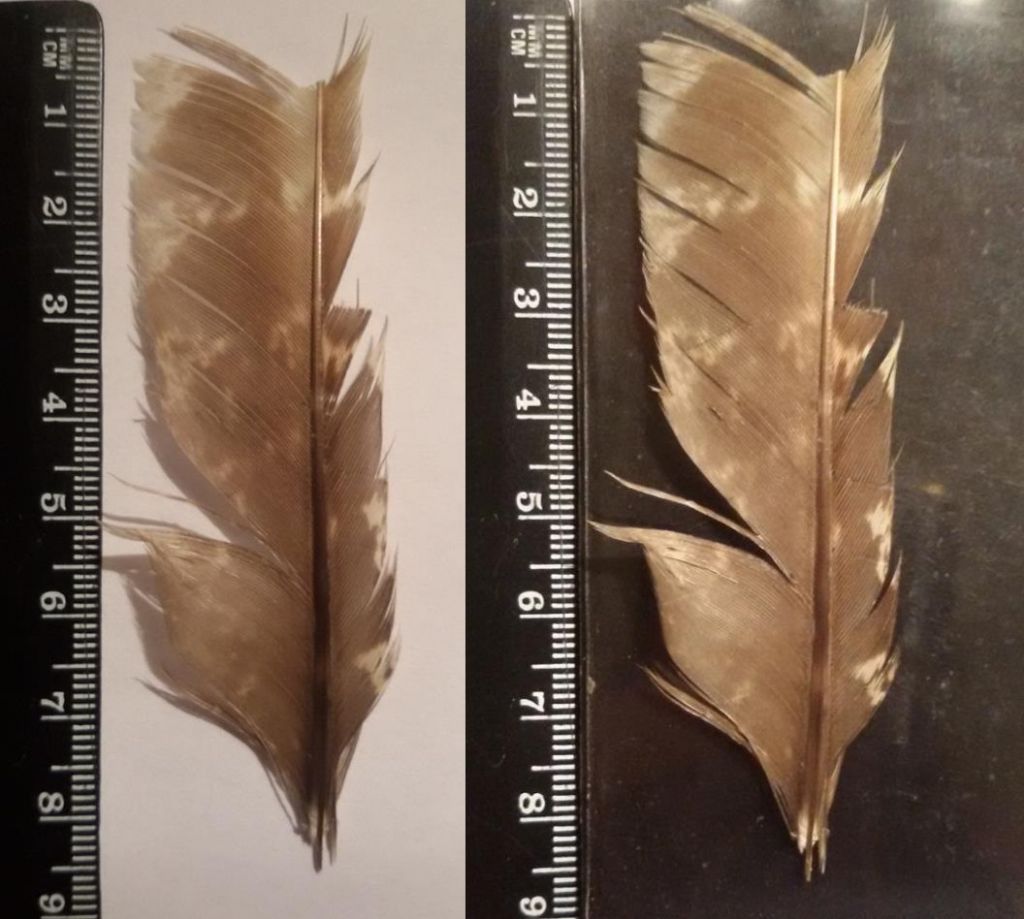 penna spezzata di astore ?