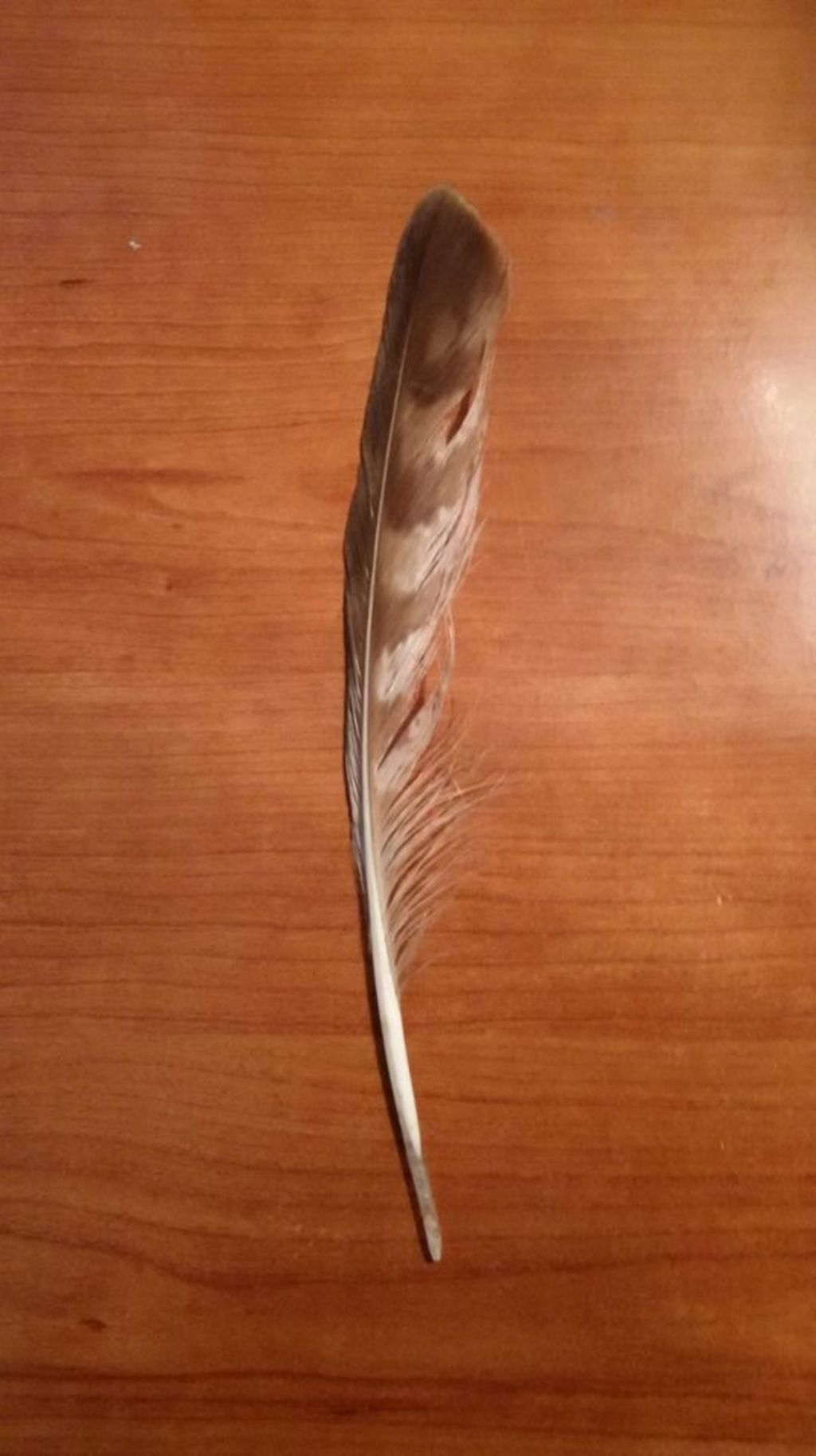 penna di rapace ?