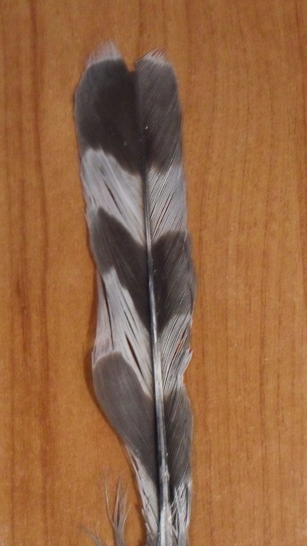 penna e piuma di rapaci ?