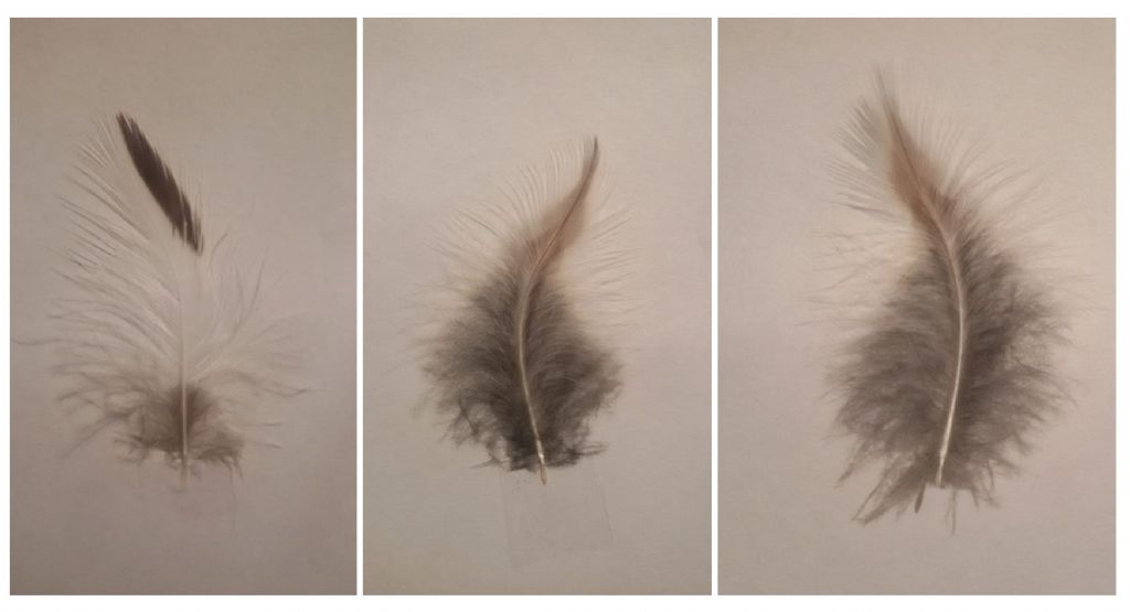 piume di che cosa sono ?