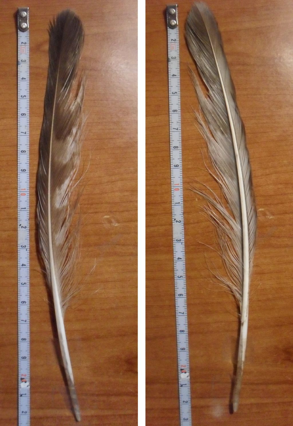 penna di rapace ?