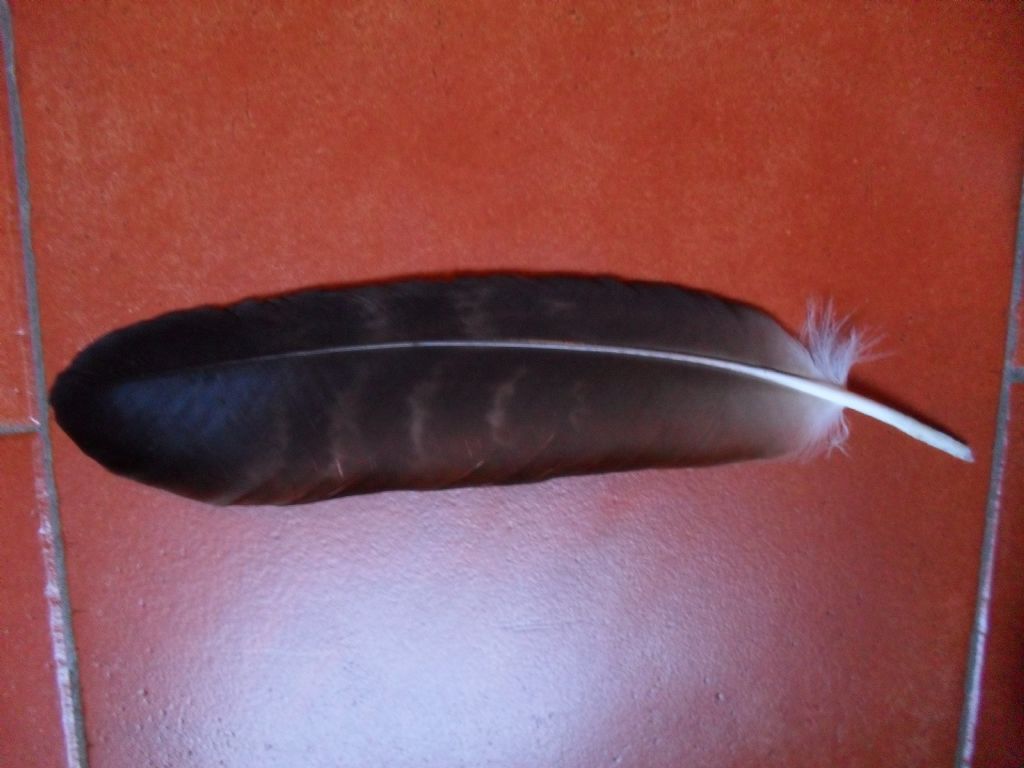 penna di aquila reale ?