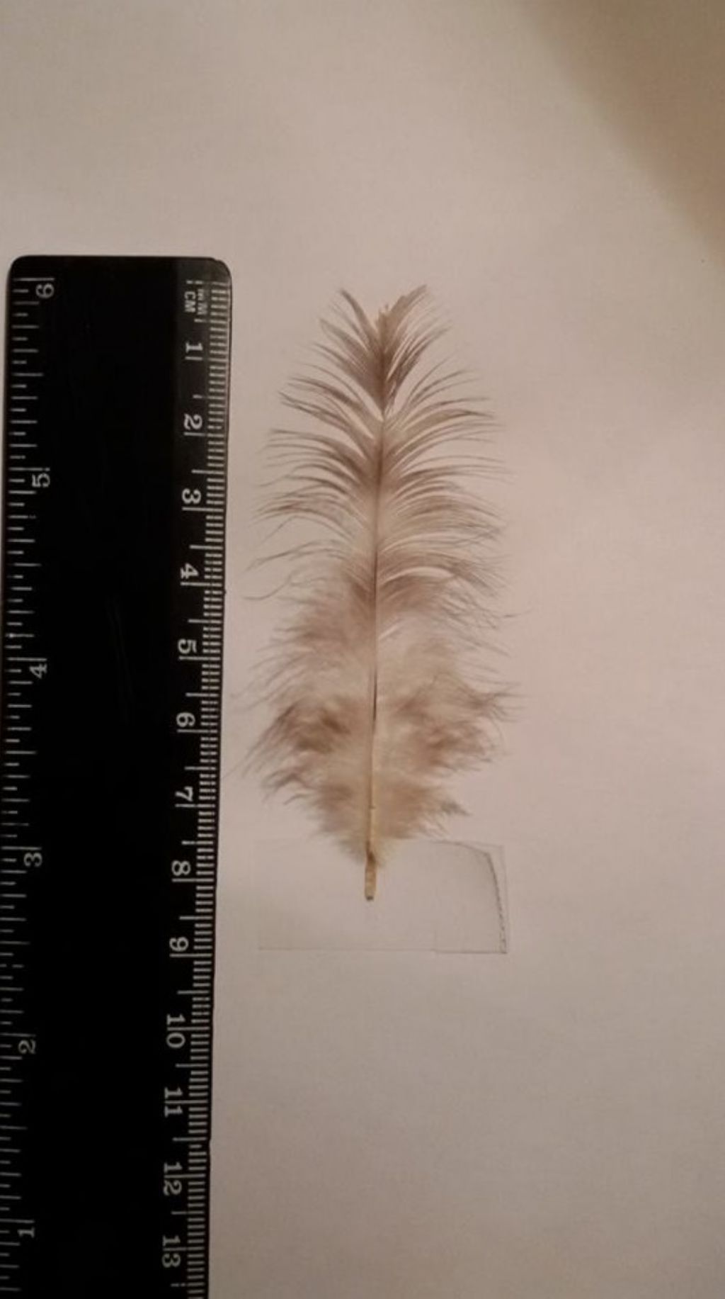 di che cosa � questa piuma  ?