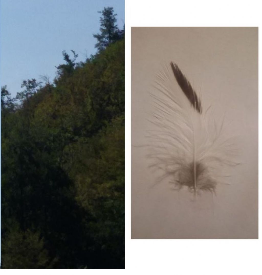 piume di che cosa sono ?