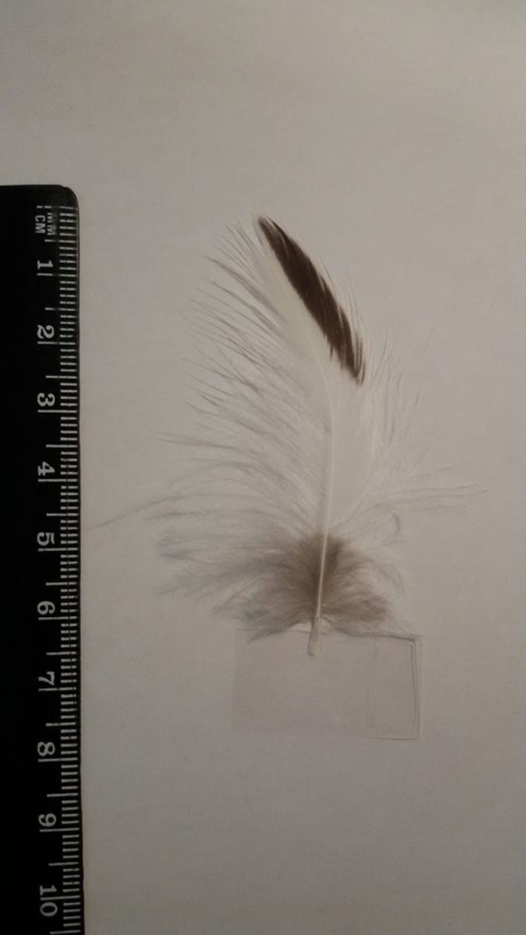 piume di che cosa sono ?