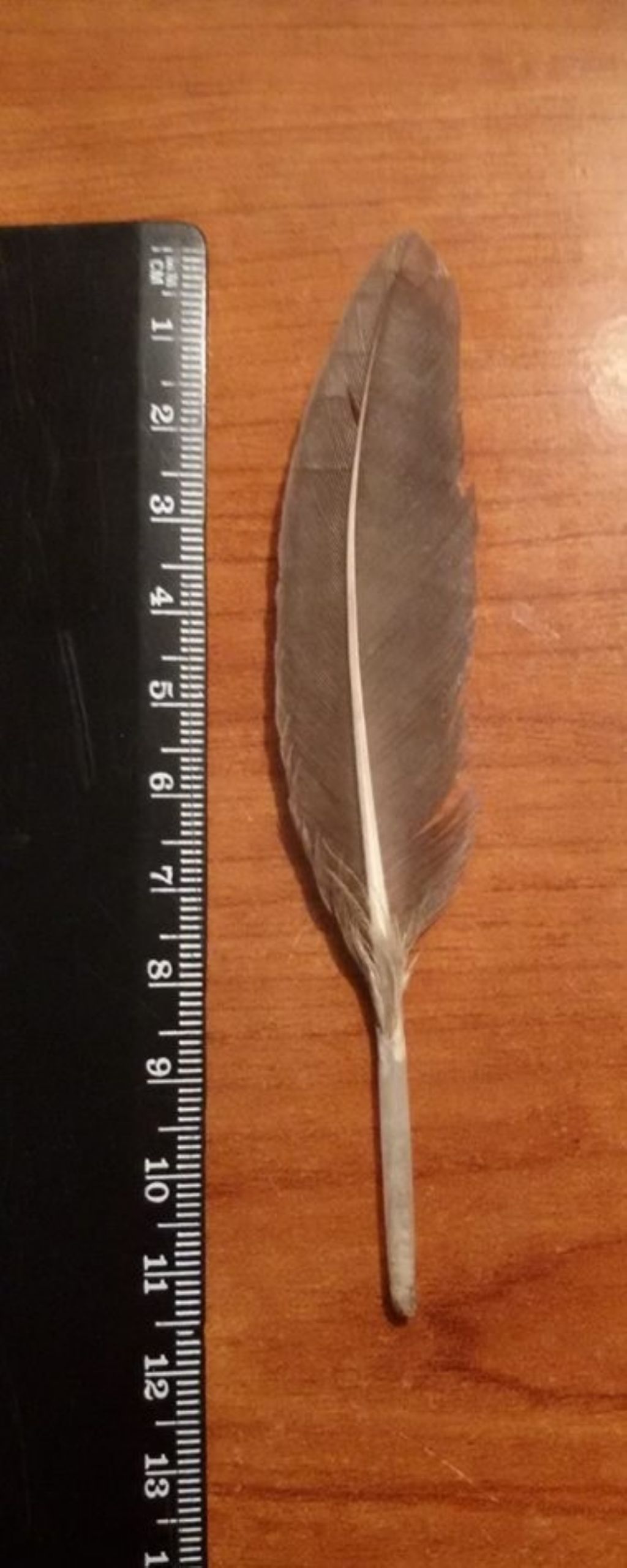 penna di rapace notturno e rapace ?