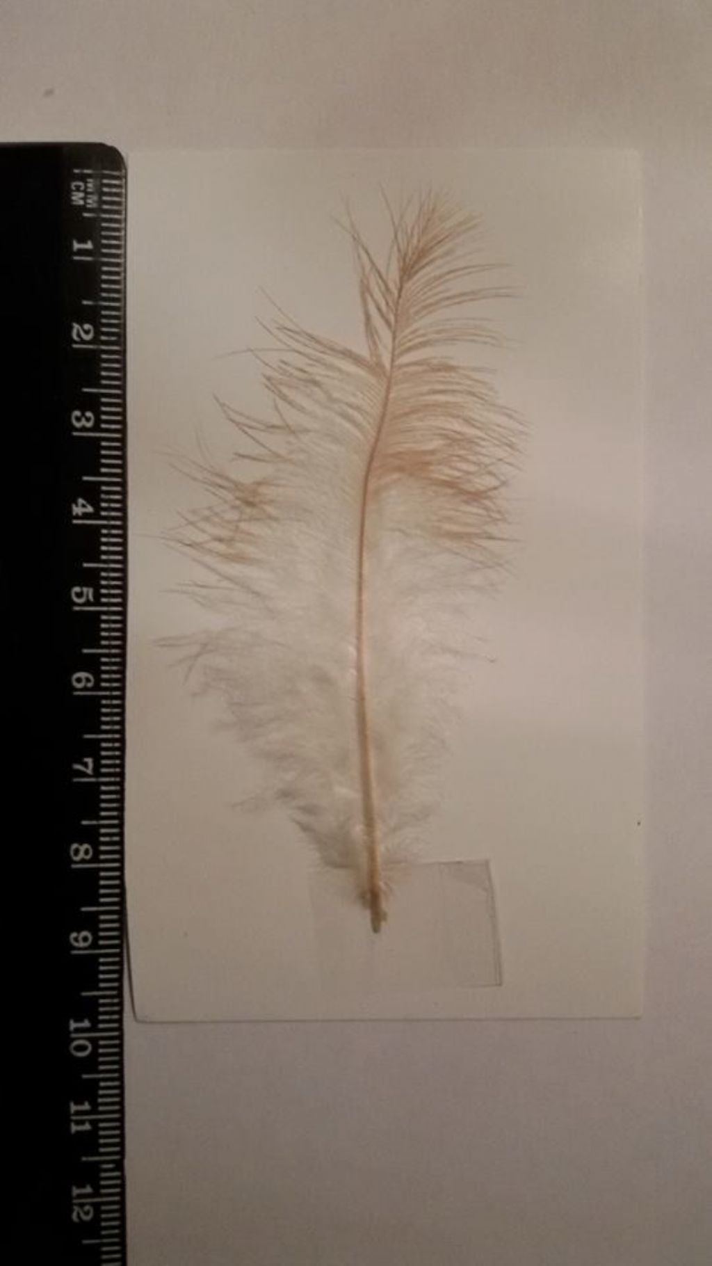 questa piuma di cosa � ?