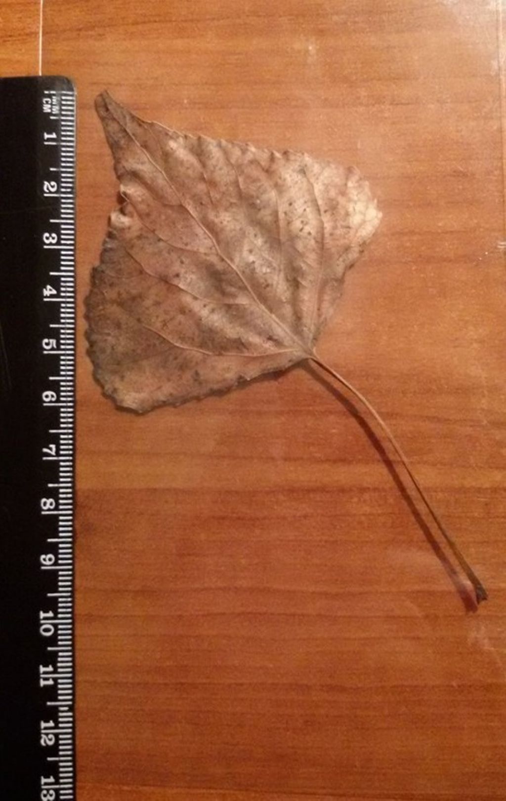 questa penna di cosa � ?