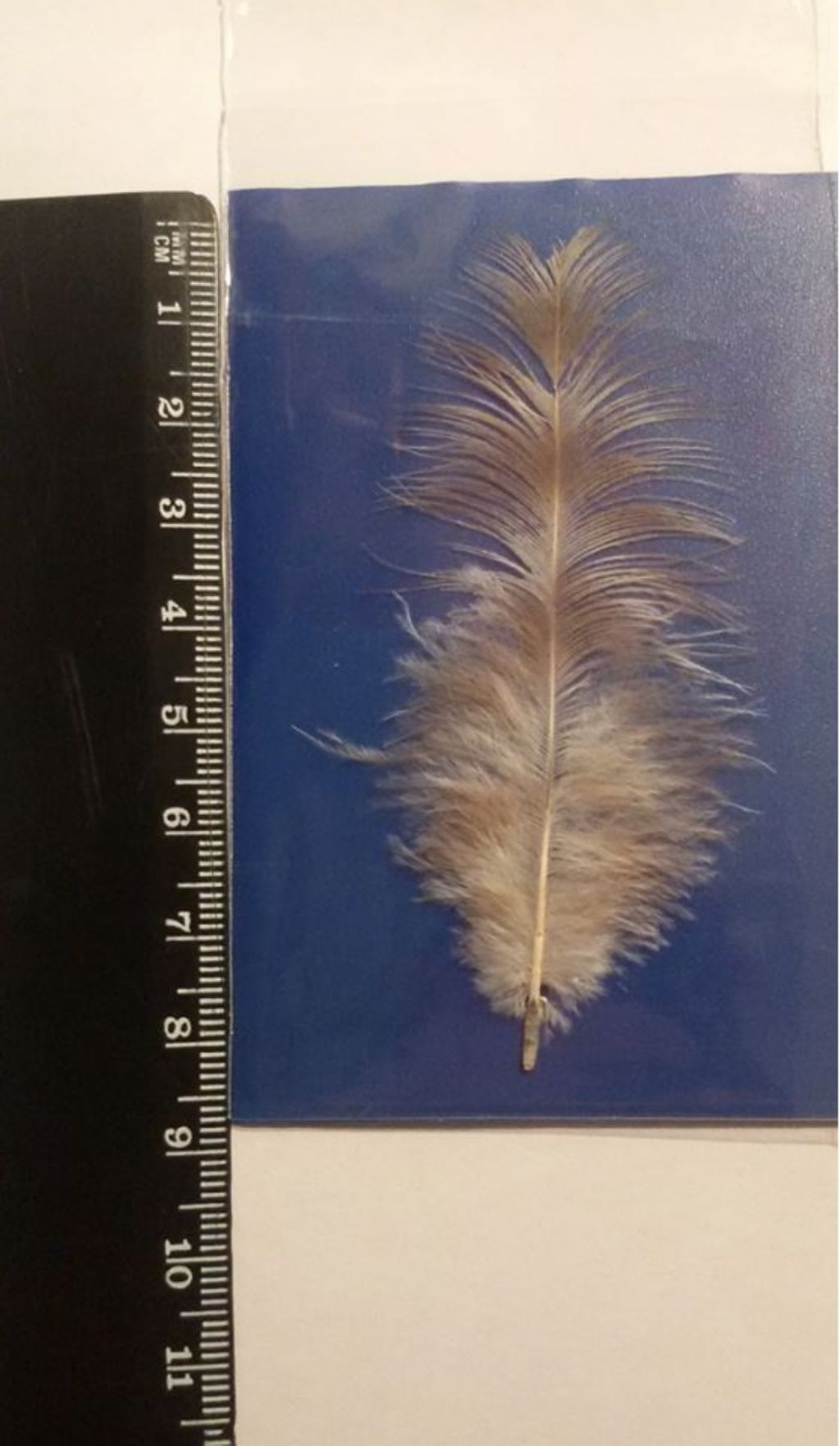 di che cosa � questa piuma  ?