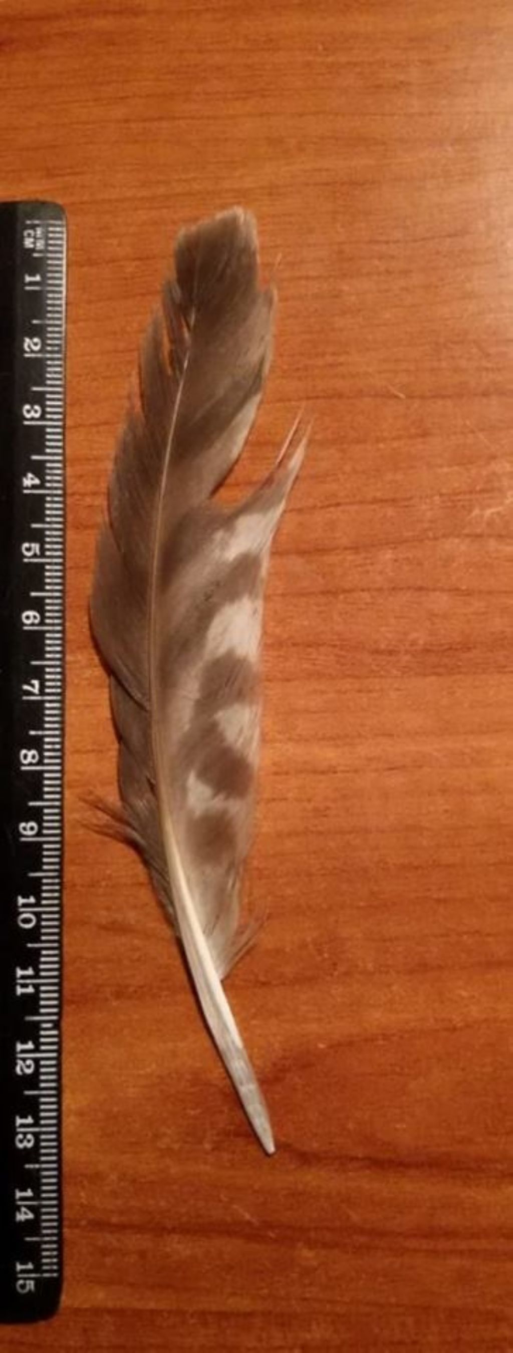 penna di falco sparviere ?