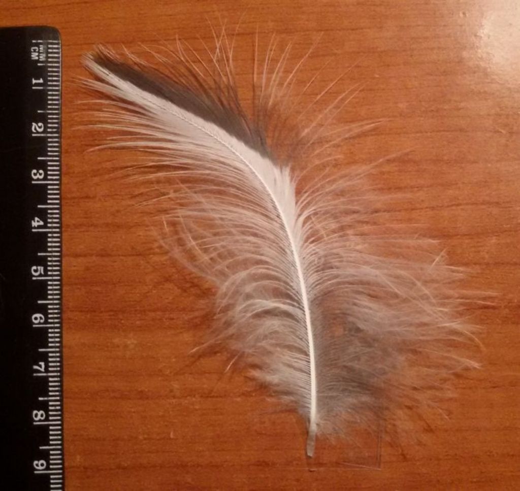 piume di che cosa sono ?