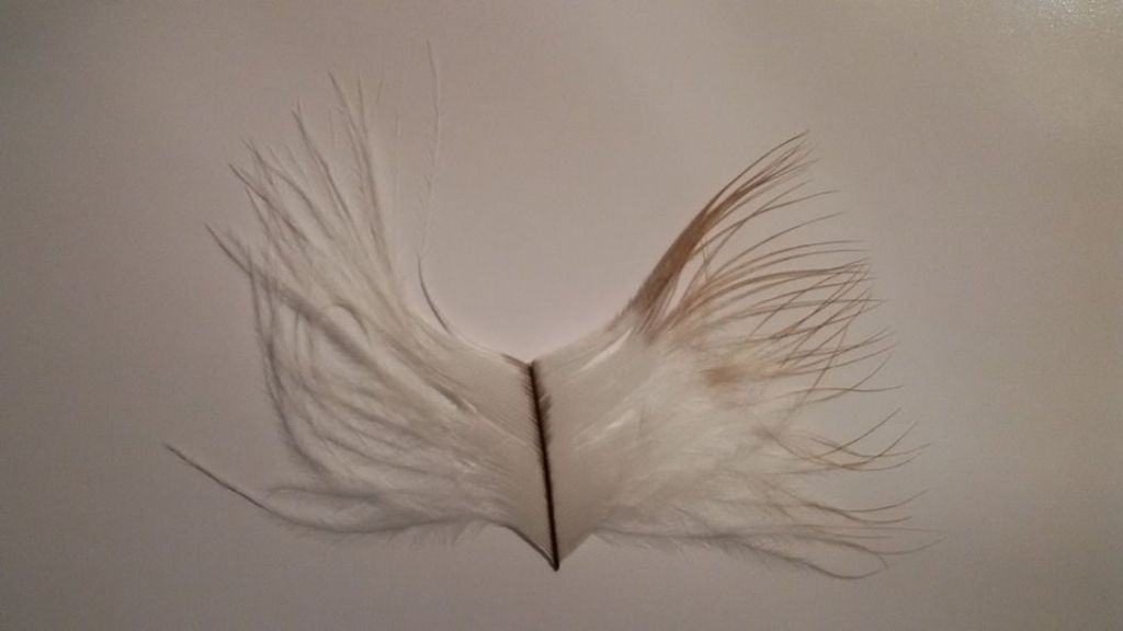 piuma di nibbio reale ?