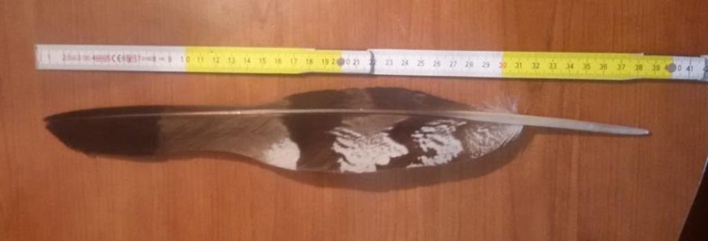 penna di un rapace ?