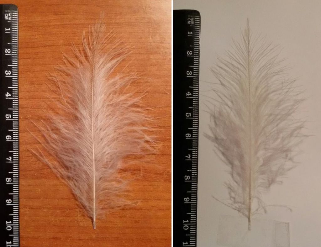 piuma di cosa � di un rapace ?