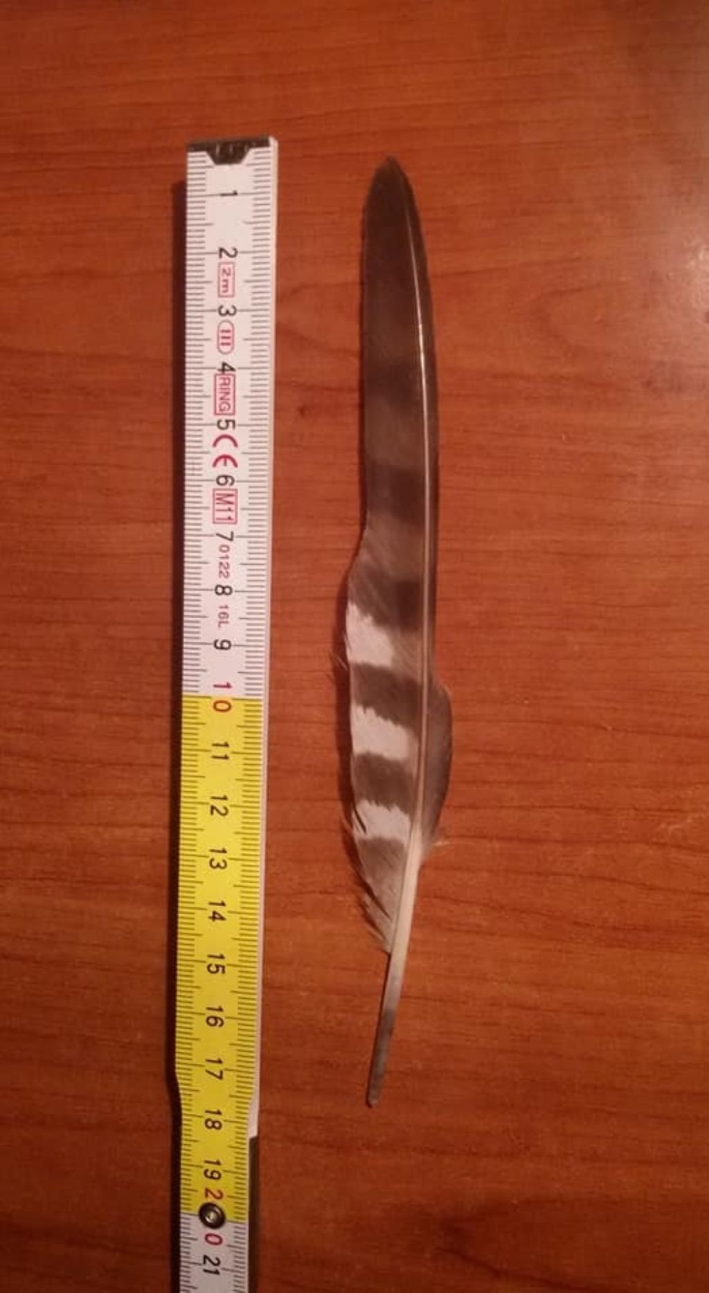 penna di falco sparviere ?