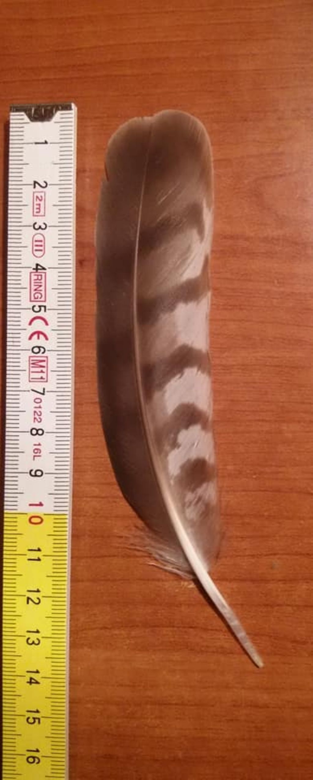 penna di falco sparviere ?