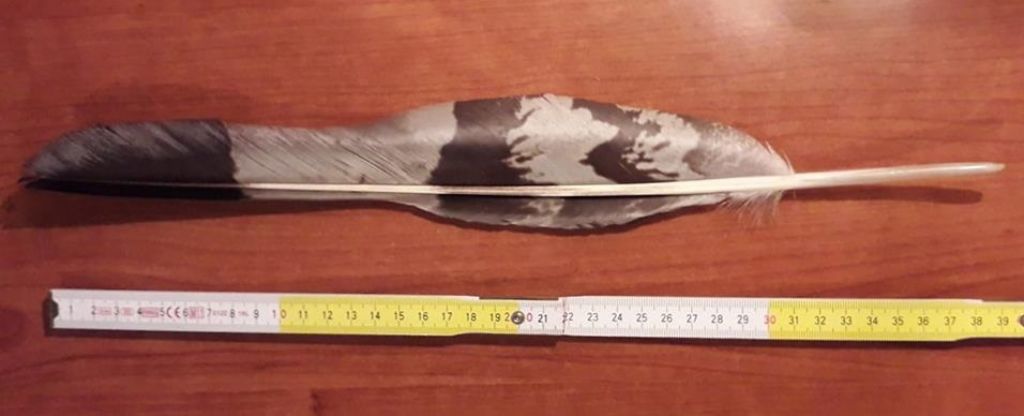 penna di un rapace ?