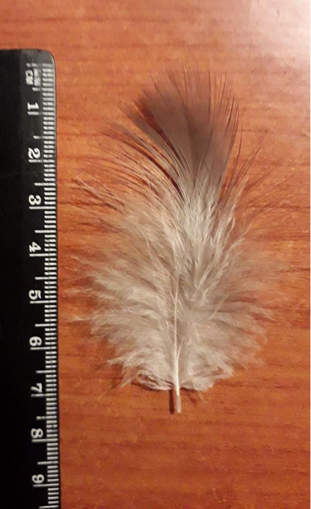 piuma di cosa � di un rapace ?