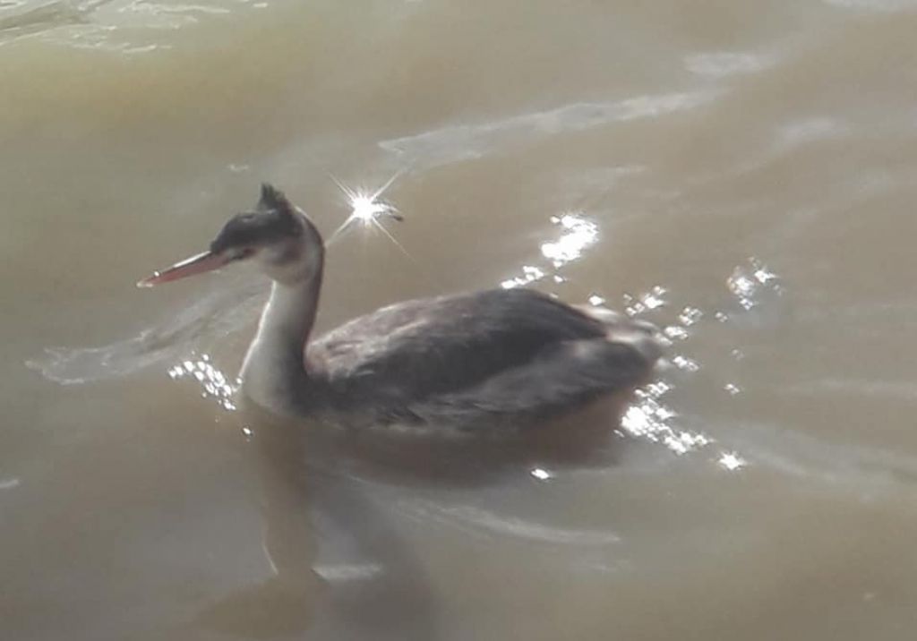 Svasso ? S, Svasso maggiore (Podiceps cristatus)