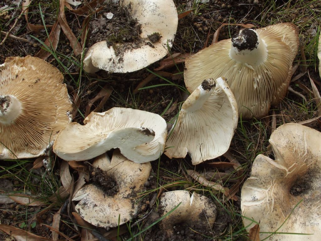 Lungo il viale, di fronte lo stadio.( S.Sisto)