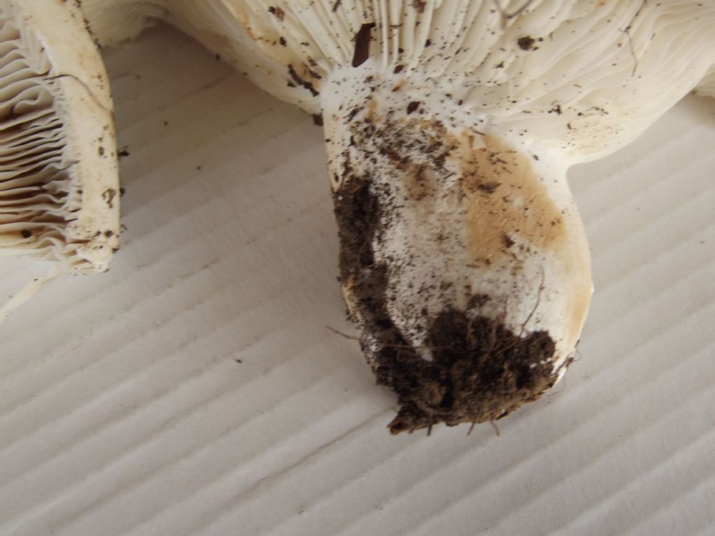 Lungo il viale, di fronte lo stadio.( S.Sisto)