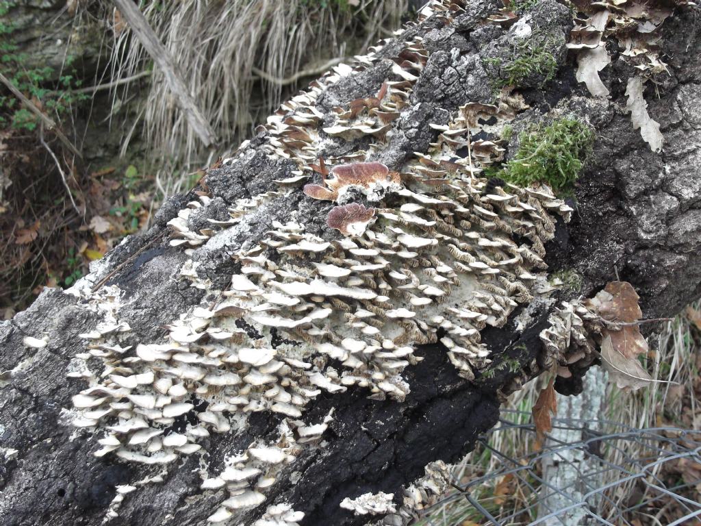 Due giorni fa. (Trichaptum biforme)