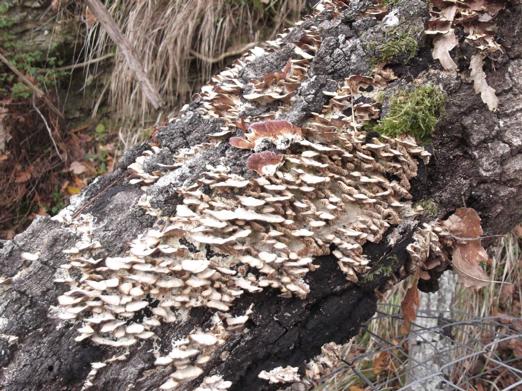 Due giorni fa. (Trichaptum biforme)
