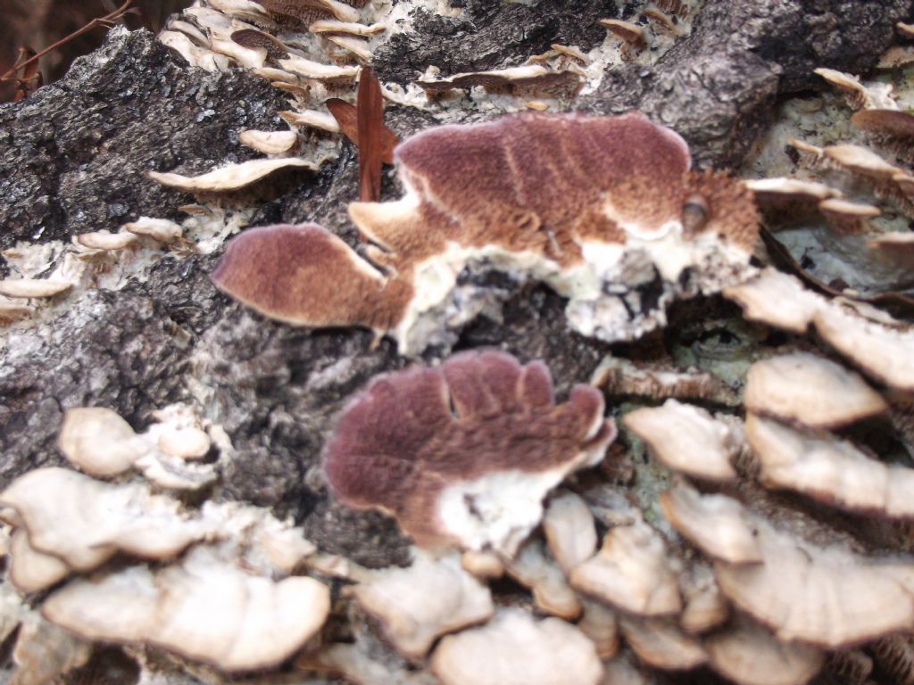 Due giorni fa. (Trichaptum biforme)