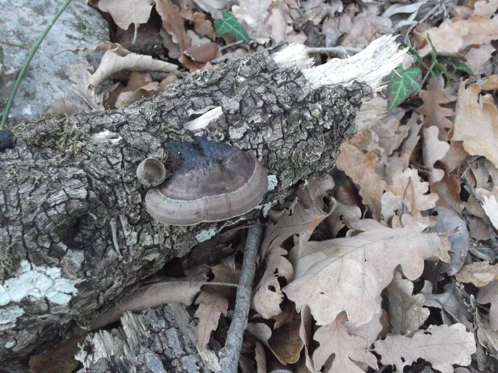 su ramo marcescente. (Daedaleopsis nitida)
