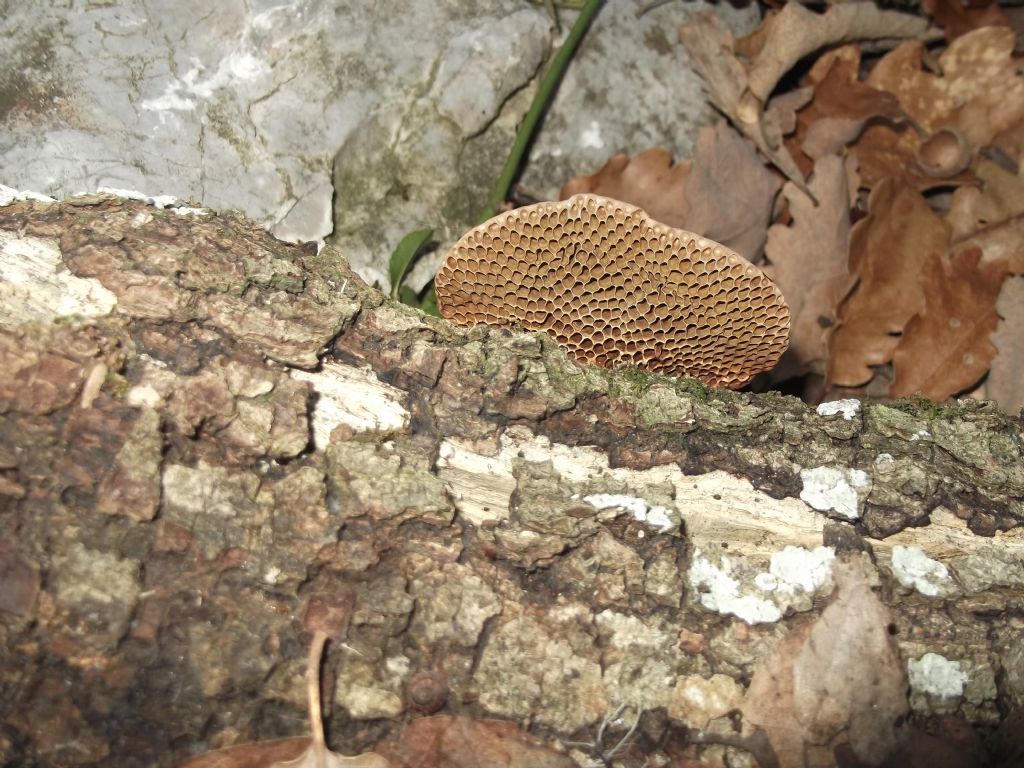su ramo marcescente. (Daedaleopsis nitida)