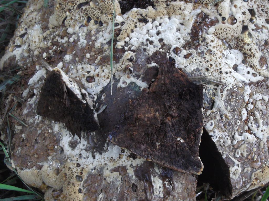 segnalatomi da un amico.