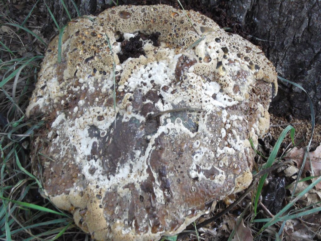 segnalatomi da un amico.